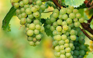 White grapes